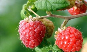 raspberry ketones,raspberry ketone reviews,pure raspberry ketone,raspberry ketone diet,raspberry ketone supplement